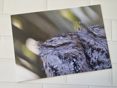 Tawny Frog Mouths Postcard