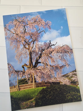 Sakura Tree Kyoto Postcard