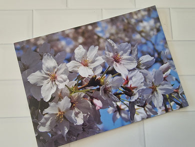 Sakura Flowers Postcard