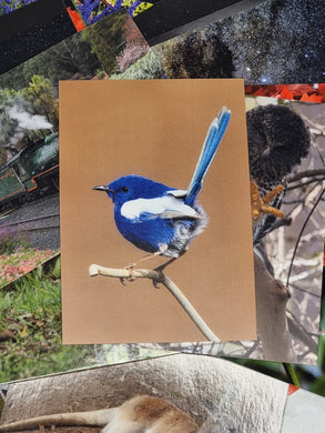White-Winged Fairy Wren Postcard