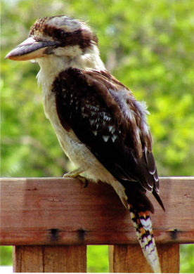 Kookaburra, Australia Postcard