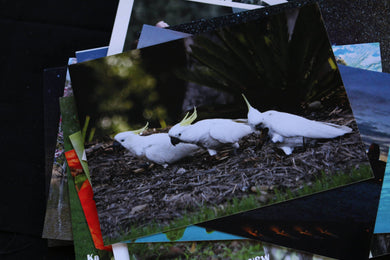 Cockatoos Postcard Australian Animal Birds