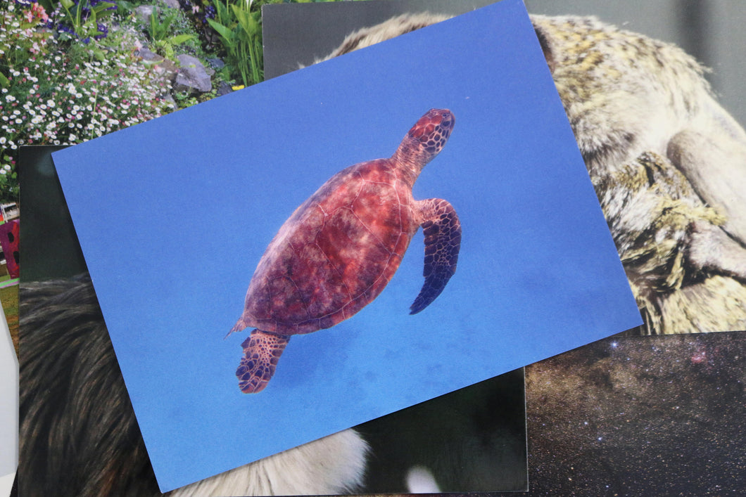 Green Sea Turtle Australia Postcard