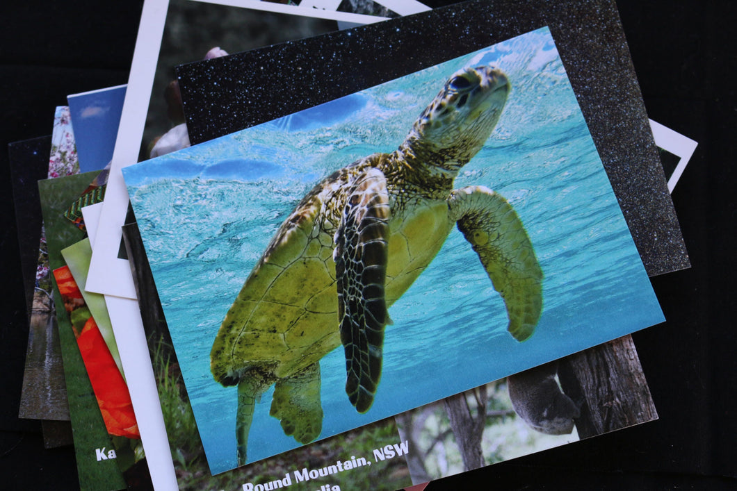 Green Sea Turtle Australia Postcard reflections