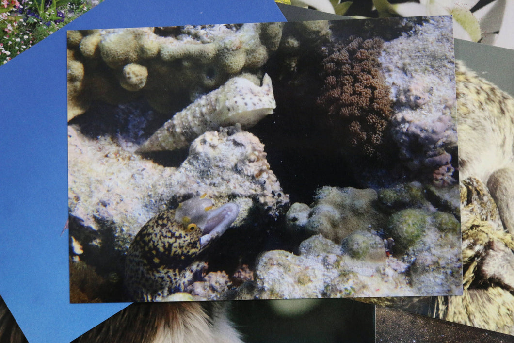 Snowflake Moray Eel Australia Postcard