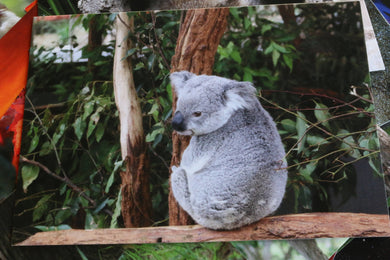 Koala, Australia Postcard