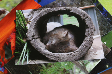 Wombat, Australia Postcard