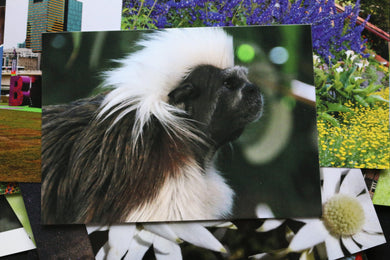 Cotton Top Tamarin Postcard Monkey