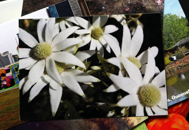Flannel Flower Australia Postcard