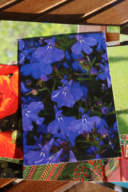 Blue Viola Postcard
