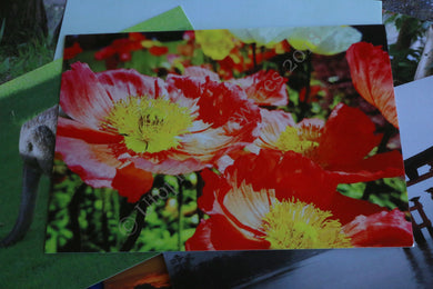 Red Poppies Postcard