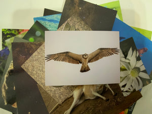 Osprey Postcard