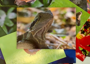 Australian Water Dragon Postcard