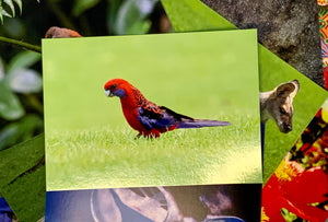 Crimson Rosella Postcard